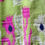 Thumbnail: Hand Woven Dhakai Muslin Tant Saree (Green, Pink & White)