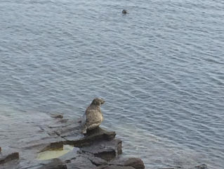 Selkies (seals)