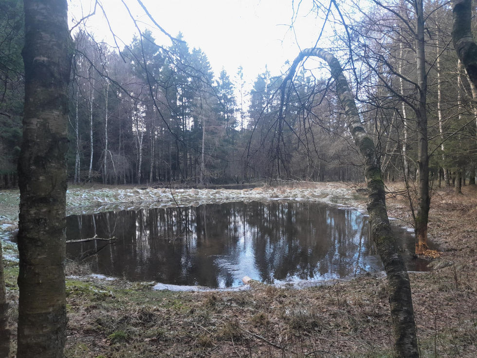 réhabilitation terrain, allée, jardin, étang