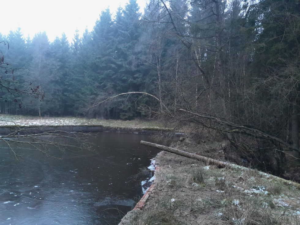 réhabilitation terrain, allée, jardin, étang