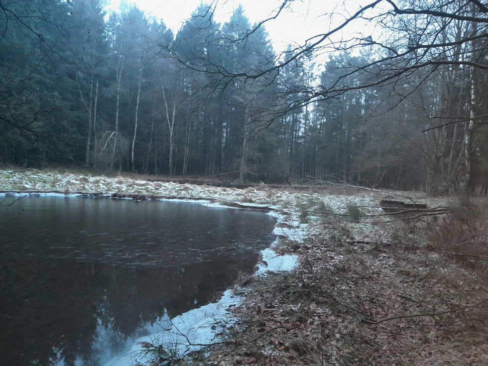 réhabilitation terrain, allée, jardin, étang