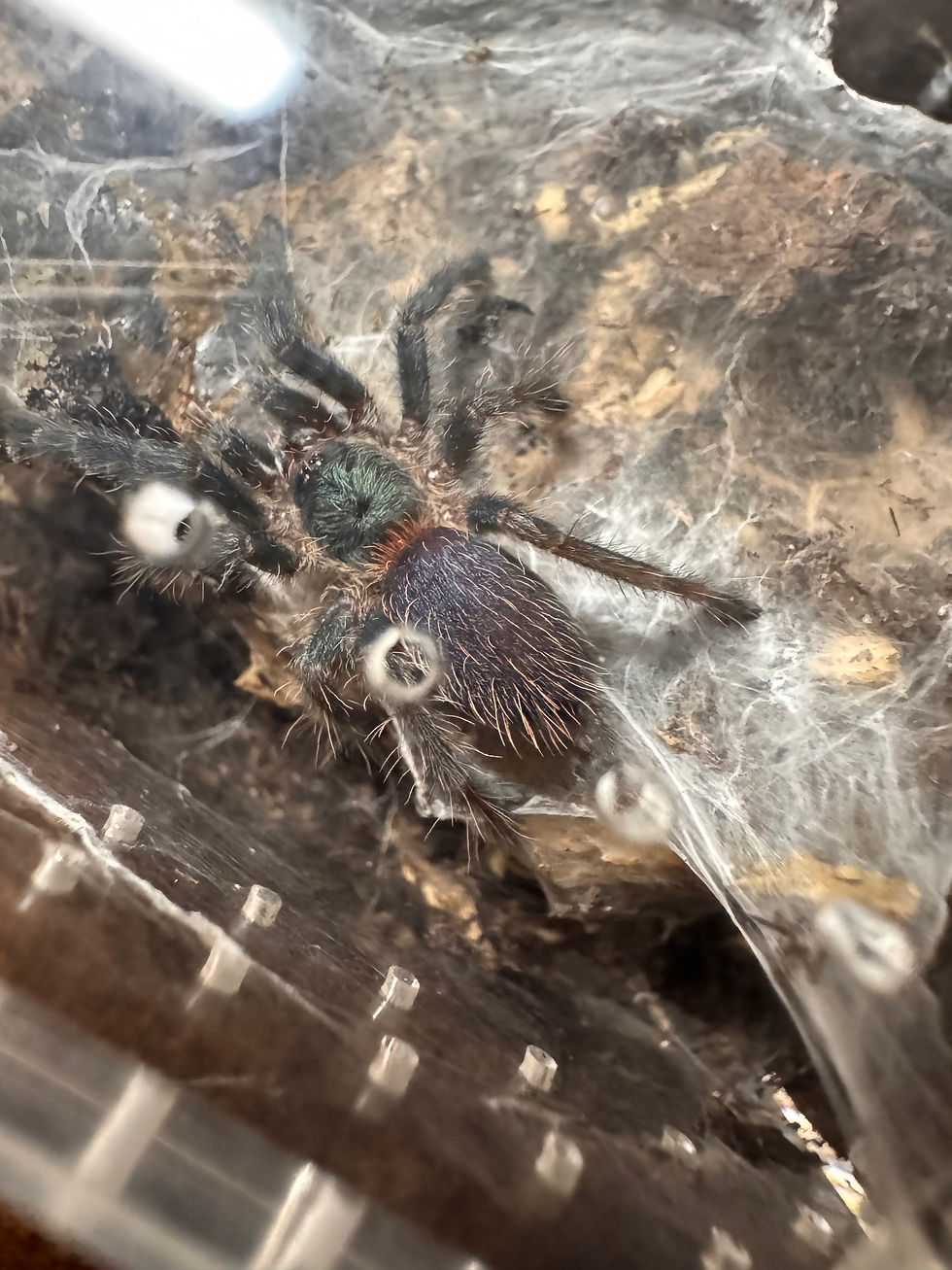 Brazilian Blue Dwarf Beauty tarantula