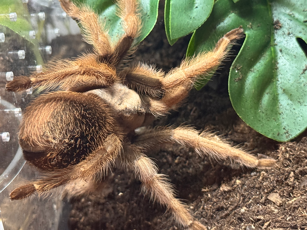 Picture of an Aphonopelma chalcodes also known as an Arizona Blonde tarantula.