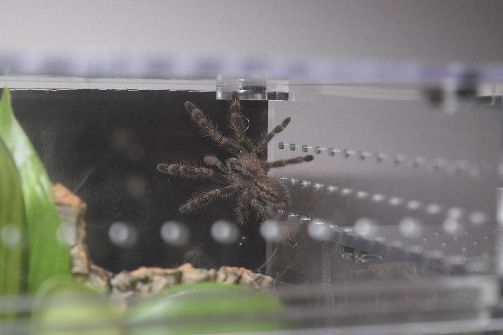 Poecilotheria vittata after a fresh molt.