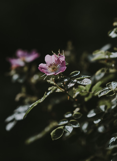 annie-spratt-oH_ms8DfItI-unsplash_edited.jpg