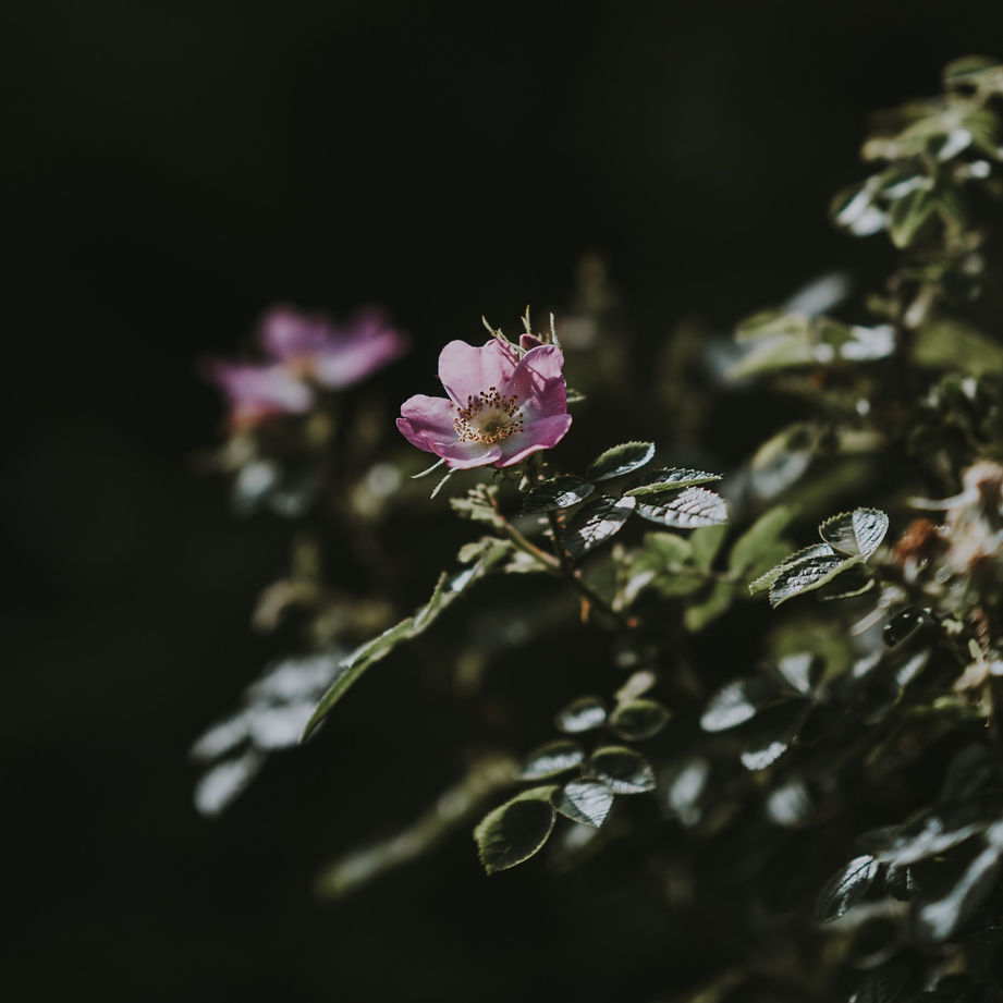 annie-spratt-oH_ms8DfItI-unsplash_edited.jpg