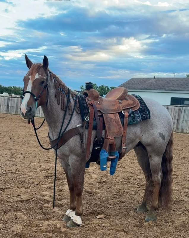 Thumbnail: Custom- Fully braided single rope noseband 