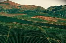 Thumbnail: Tenuta Rapitalà, Conte Hugues Chardonnay Terre Siciliane DOC, 2023 BIO