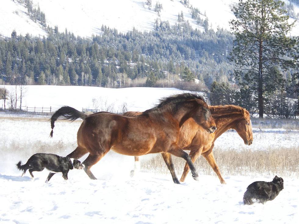 twee paarden en honden rennen