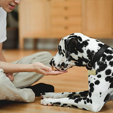 Person feeding a Dalmatian a treat