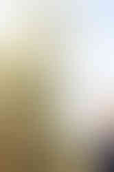 Visit Istria, Oliveri