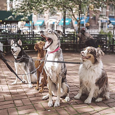 Four dogs on leashes sitting on a brick sidewalk