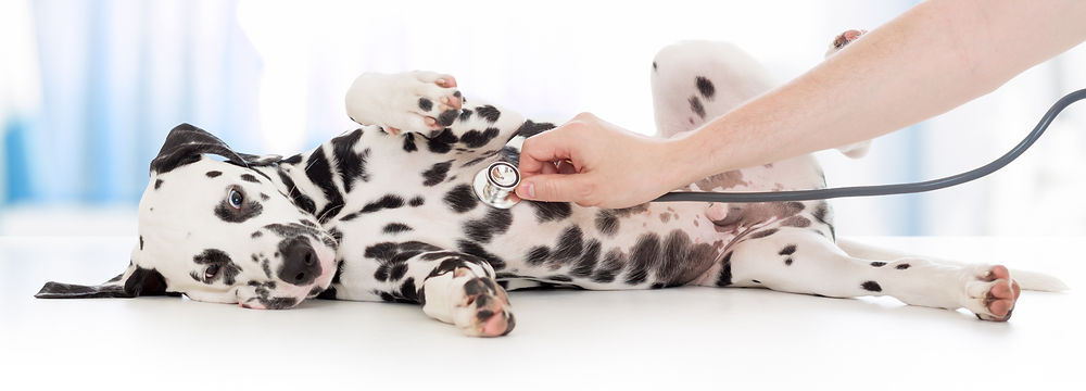 Vet examining Dalmatian puppy with stethoscope