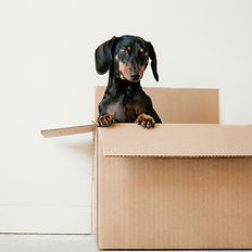 Black and tan dachshund in a cardboard box