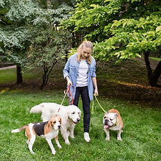 Woman walking a beagle, two retrievers, and a bulldog