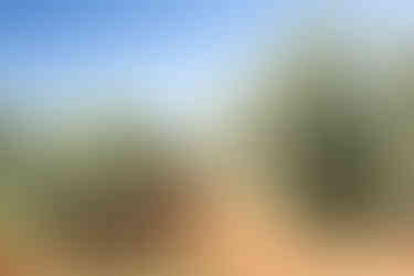 Visit Istria, Oliveri