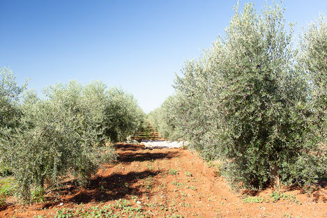 Visit Istria, Oliveri