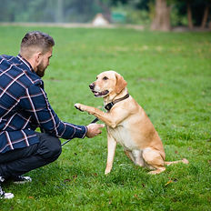 Man shaking paw with yellow lab dog