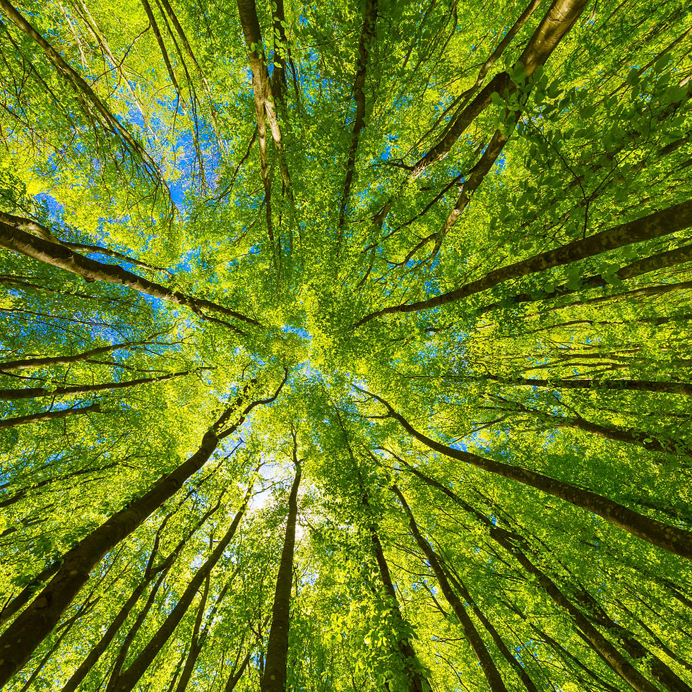 Looking up at tall green trees forming a leafy canopy around patches of blue sky in a bright, peaceful forest