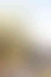 Visit Istria, Oliveri