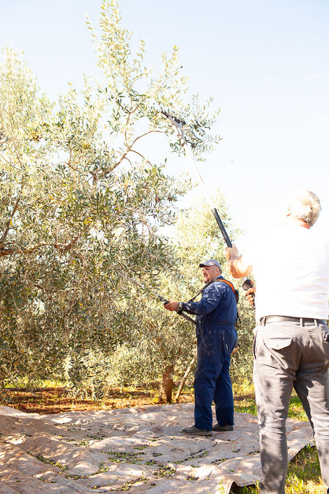Visit Istria, Oliveri