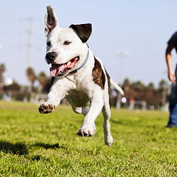 Happy dog running in a park