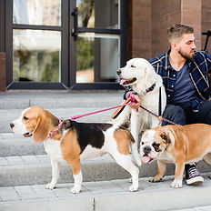 Man with a beagle, golden retriever, and bulldog on leashes