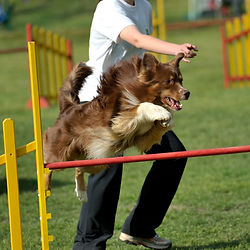 Dog leaping over red hurdle on agility course