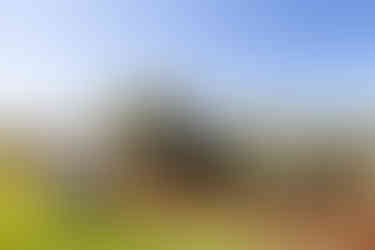 Visit Istria, Oliveri