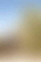 Visit Istria, Oliveri