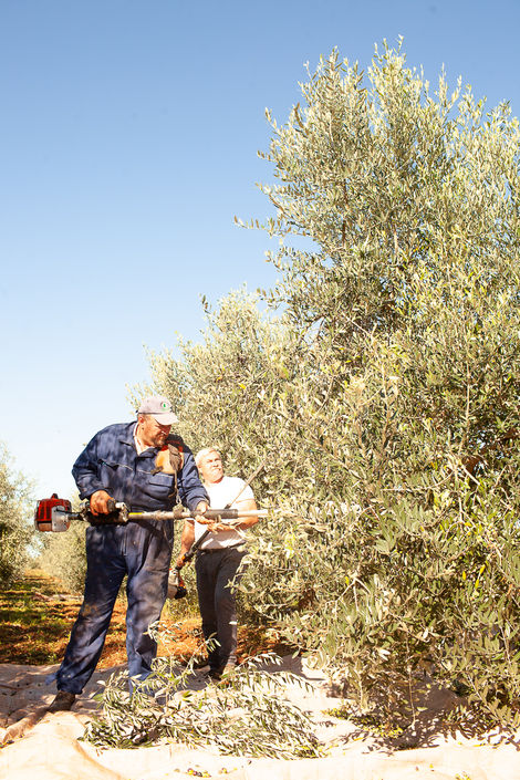 Visit Istria, Oliveri