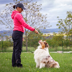 Woman training an Australian Shepherd dog outdoors