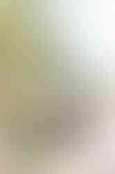 Visit Istria, Oliveri