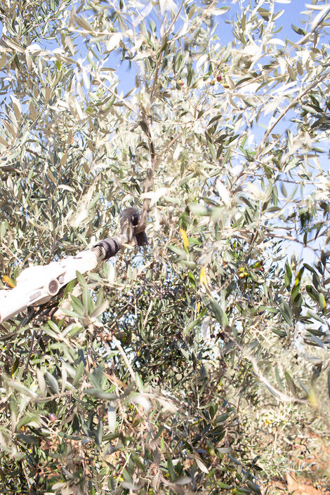 Visit Istria, Oliveri