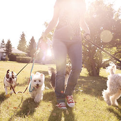 Person walking several dogs on a sunny day