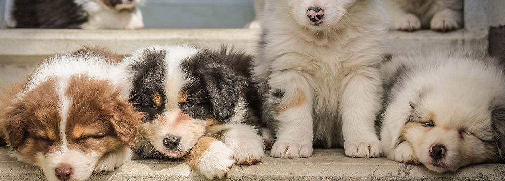 Sleeping puppy with another sitting