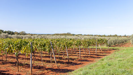 Visit Istria, Oliveri