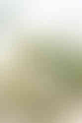 Visit Istria, Oliveri