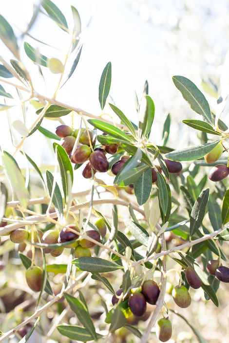 Visit Istria, Oliveri