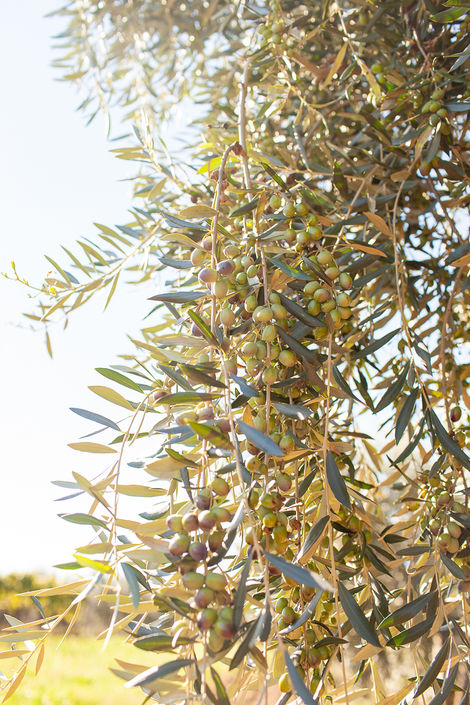 Visit Istria, Oliveri