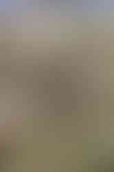 Visit Istria, Oliveri