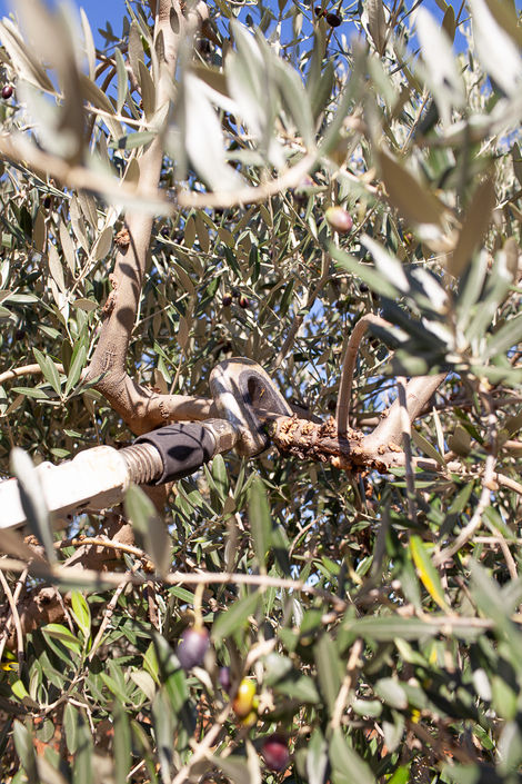 Visit Istria, Oliveri