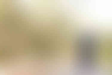 Visit Istria, Oliveri