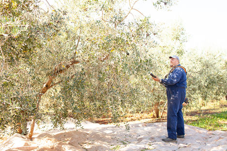 Visit Istria, Oliveri