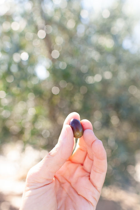 Visit Istria, Oliveri