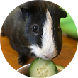 Brooklyn Bark offers care for Guinea Pigs