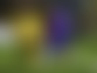 Sutton United vs Harrogate Town – Match Report