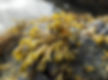 Thumbnail: Organic Pelvitie brown seaweed elixir