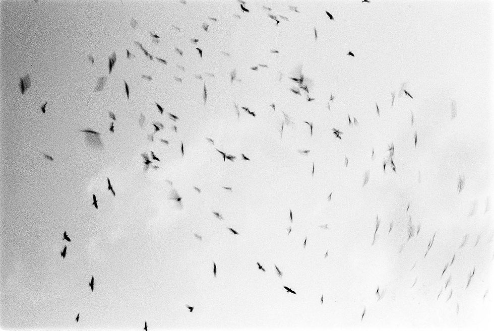 Birds.jpg