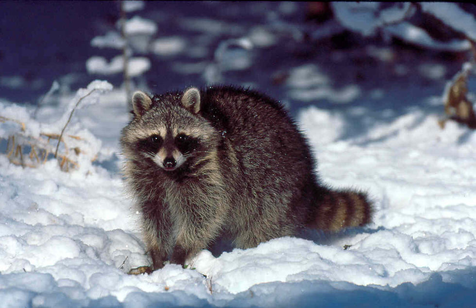 Raccoon Winter2.jpg